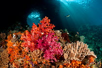 Swim-through at dive site called Boo with colourful corals in the foreground. Misool, Raja Ampat, West Papua, Indonesia