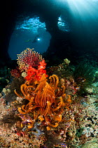 Diver navigating a swim-through at dive site called Boo with corals and feather star in the foreground. Misool, Raja Ampat, West Papua, Indonesia.