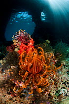 RF- Swim-through at dive site called Boo with corals and feather star. Misool, Raja Ampat, West Papua, Indonesia. (This image may be licensed either as rights managed or royalty free.)