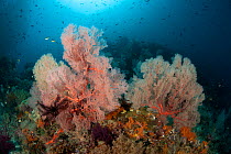 Large Fan corals (Gorgonacea) in the reef, surrounded by reef fish. Misool, Raja Ampat, West Papua, Indonesia.