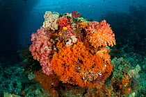 Colourful Soft corals (Alcyonacea). Misool, Raja Ampat, West Papua, Indonesia.