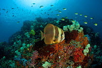 Coral reef landscape with Damselfish, Misool, Raja Ampat, West Papua, Indonesia.