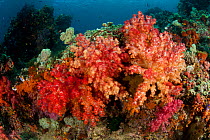 Colourful Soft coral (Alcyonacea). Misool, Raja Ampat, West Papua, Indonesia, January.