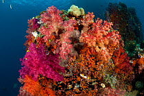 Colourful Soft corals (Alcyonacea). Misool, Raja Ampat, West Papua, Indonesia, January.