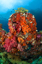 Colourful Soft corals (Alcyonacea). Misool, Raja Ampat, West Papua, Indonesia, January.