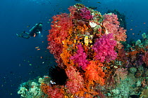 Colourful Soft corals (Alcyonacea) with diver swimming in the background. Misool, Raja Ampat, West Papua, Indonesia, January 2010.