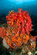 Colourful Soft corals (Alcyonacea) surrounded by reef fish. Misool, Raja Ampat, West Papua, Indonesia, January.