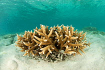 Coral (Acropora sp) in the shallows. Misool, Raja Ampat, West Papua, Indonesia.