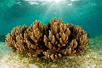 Soft corals (Alceonacea) in the shallows. Misool, Raja Ampat, West Papua, Indonesia.