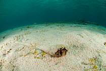 Hermit crab walking over seabed leaving tracks in the sand, Misool, Raja Ampat, West Papua, Indonesia