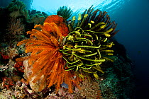 Feather stars (Crionidea) in the reef. Misool, Raja Ampat, West Papua, Indonesia.