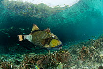 Titan / Giant / Moustache triggerfish (Balistoides viridescens). Misool, Raja Ampat, West Papua, Indonesia.