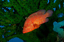 Coral trout / Leopard coral grouper (Plectropomus leopardus) in the reef. Misool, Raja Ampat, West Papua, Indonesia, January.