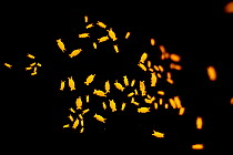 Fluorescent isopods (Santia sp or Uromunna sp). Misool, Raja Ampat, West Papua, Indonesia.