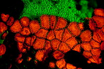 Fluorescent corals. Misool, Raja Ampat, West Papua, Indonesia