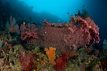 Fan coral (Gorgonacea) in the reef. Misool, Raja Ampat, West Papua, Indonesia.