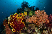 Fan corals (Gorgonacea) in the reef. Misool, Raja Ampat, West Papua, Indonesia, January.