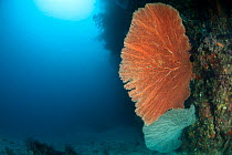 Fan corals (Gorgonacea) on the coral wall. Misool, Raja Ampat, West Papua, Indonesia.