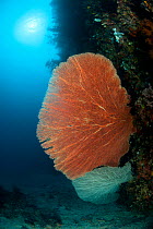 Fan corals (Gorgonacea) on the coral wall. Misool, Raja Ampat, West Papua, Indonesia, January.