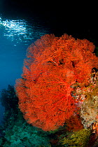 Fan coral (Gorgonacea) in the shallows. Misool, Raja Ampat, West Papua, Indonesia, January.