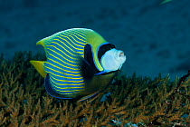 Emperor angelfish (Pomacanthus imperator) being cleaned by a Cleaner wrasse. Misool, Raja Ampat, West Papua, Indonesia