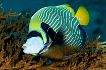 Emperor Angelfish (Pomacanthus imperator) being cleaned by Cleaner wrasse. Misool, Raja Ampat, West Papua, Indonesia