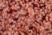 Close-up of Soft coral (Alcyonacea) with open polyps. Misool, Raja Ampat, West Papua, Indonesia.