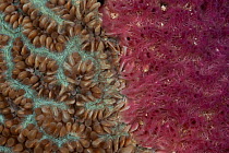 Purple encrusting sponge on a coral. Misool, Raja Ampat, West Papua, Indonesia.