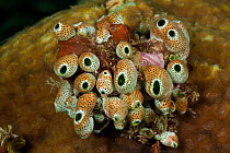 Tunicates / Sea squirts (Atriolum robustum) on a coral. Misool, Raja Ampat, West Papua, Indonesia..