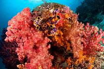 Tunicates (Tunicata), soft corals (Alcyonacea) and fan corals (Gorgonacea) overgrowing a reef. Misool, Raja Ampat, West Papua, Indonesia.