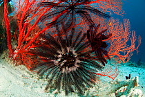 Featherstars (Crinoidea) attached to Fan coral. Misool, Raja Ampat, West Papua, Indonesia.