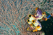 Colony of tunicates (Tunicata) on a fan coral (Gorgonacea). Misool, Raja Ampat, West Papua, indonesia..