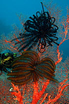Featherstars on a fan coral. Misool, Raja Ampat, West Papua, Indonesia.