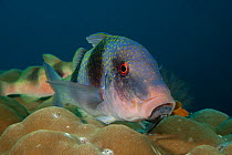 Doublebar / Two barred goatfish (Parupeneus bifasciatus) in the reef. Misool, Raja Ampat, West Papua, Indonesia.