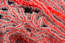 Fan coral (Gorgonacea) with open polyps. Misool, Raja Ampat, West Papua, Indonesia..
