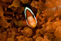 Clark's anemonefish / Yellowtail clownfish (Amphiprion clarkii) prreing out from anemone tentacles. Misool, Raja Ampat, West Papua, Indonesia.