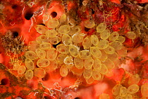 Colony of small yellow tunicates (possibly Clavelina sp). Misool, Raja Ampat, West Papua, Indonesia.