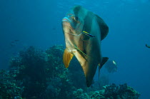 Batfish / Longfin spadefish (Platax teira) being cleaned by a Cleaner wrasse. Misool, Raja Ampat, West Papua, Indonesia.