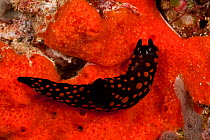 Nembrotha nudibranch (Nembrotha yonowae) on red sponge, Misool, Raja Ampat, West Papua, Indonesia.