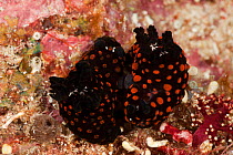 Nembrotha nudibranch (Nembrotha yonowae) pair mating. Misool, Raja Ampat, West Papua, Indonesia.