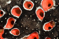 Detail of Reticulated ascidians / tunicates (Leptoclinides / Didemnum reticulatus) Misool, Raja Ampat, West Papua, Indonesia.