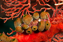 Tunicates / Ascidians / Sea squirts (Atriolum robustum) on a fan coral branch. Misool, Raja Ampat, West Papua, Indonesia.