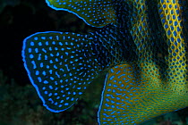 Six-banded Angelfish (Pomacanthus sexstriatus) detail of tail. Misool, Raja Ampat, West Papua, Indonesia,