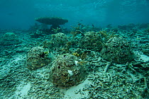 Reef rehabilitation. Reef balls place in a dynamited area encourage coral spawn or broken pieces of live coral to attache to a steady subtrate. Misool, Raja Ampat, West Papua, Indonesia, January 2010.