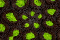 Fluorescent corals. Misool, Raja Ampat, West Papua, Indonesia,