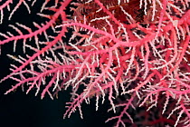Detail of Lace coral (Stylaster sp) Misool, Raja Ampat, West Papua, Indonesia.