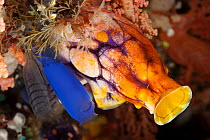 Blue Club Tunicate (Rhopalaea circula) and Golden Sea Squirt (Polycarpa aurata). Misool, Raja Ampat, West Papua, Indonesia.