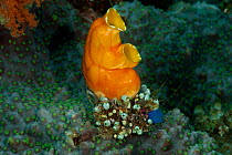 Golden sea squirt / tunicate (Polycarpa aurata) with many smaller tunicates at its base. Misool, Raja Ampat, West Papua, Indonesia.
