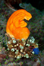 Golden sea squirt / tunicate (Polycarpa aurata) with many smaller tunicates at its base. Misool, Raja Ampat, West Papua, Indonesia.