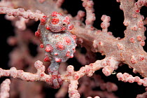 Pygmy seahorse (Hippocampus bargibanti) camouflaged in a fan coral. Misool, Raja Ampat, West Papua, Indonesia.